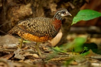 Koroptev sabazska - Tropicoperdix graydoni - Sabah Partridge o1793